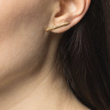 Cycad Dagger Ear Crawler